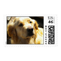Bailey the Golden Retriever Postage Stamp