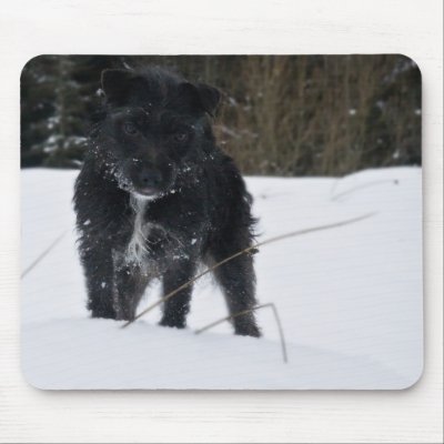 cartoon patterdale terrier