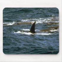 Baird's beaked whale mouse pad