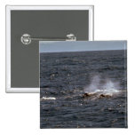 Baird's beaked whale pin