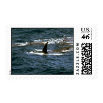 Baird's beaked whale postage