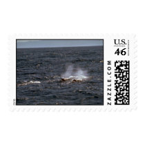 Baird's beaked whale postage