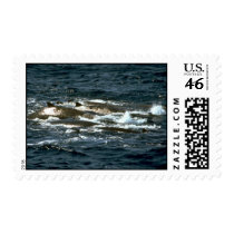 Baird's beaked whale stamp