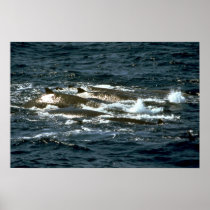 Baird's beaked whale poster