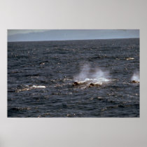 Baird's beaked whale print