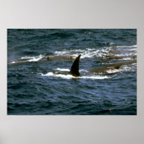 Baird's beaked whale posters