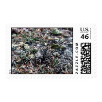 Baird's Sandpiper Camouflaged Postage