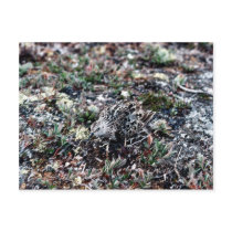 Baird's Sandpiper Camouflaged Post Card