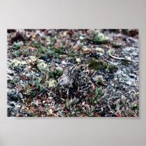 Baird's Sandpiper Camouflaged Posters