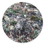Baird's Sandpiper Camouflaged Round Stickers