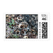 Baird's Sandpiper Chicks well Camouflaged Postage