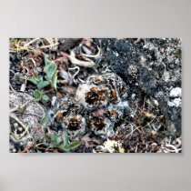 Baird's Sandpiper Chicks well Camouflaged Poster