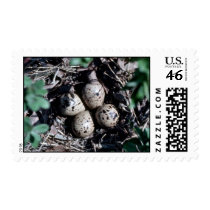 Baird's Sandpiper Nest with Eggs Stamps