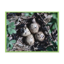Baird's Sandpiper Nest with Eggs Postcard