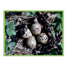 Baird's Sandpiper Nest with Eggs Postcard