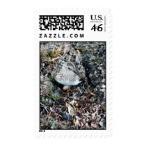 Baird's Sandpiper on Nest Stamps