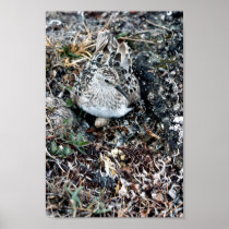 Baird's Sandpiper on Nest Posters