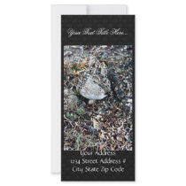 Baird's Sandpiper on Nest Personalized Rack Card