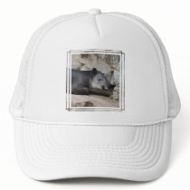 Baird's Tapir Baseball Hat