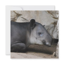 Bairds Tapir Invitation