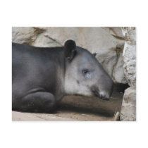 Baird's Tapir Postcard