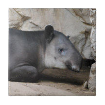 Bairds Tapir Tile
