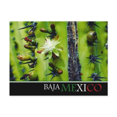 Baja Mexico Postcard by omar_franco
