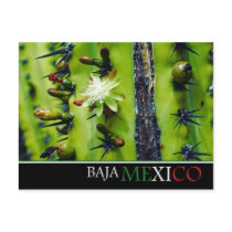 Baja Mexico Postcard by omar_franco Baja Mexico Postcard