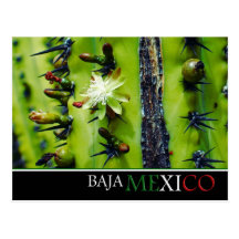 Baja Mexico Postcard