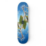 Balanced Skate Board Decks