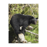 "Balancing Act" Black Bear gifts Postcards