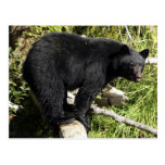 "Balancing Act" Black Bear Wildlife Postcard