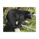 "Balancing Act" Post Card postcards by WILDERNESS_SHOP "Balancing Act" Post Card postcards