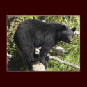 "Balancing Act" Post Card postcards