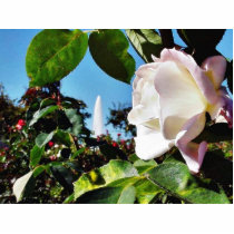 Balboa Park Roses photo sculptures