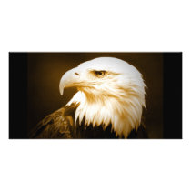 Bald American Eagle Eye Custom Photo Card