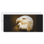 Bald American Eagle Eye rack cards