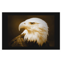 Bald American Eagle Eye stationery