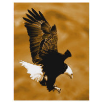 Bald American Eagle flyers