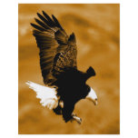 Bald American Eagle Flyers