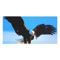 Bald American Eagle photo cards