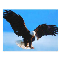 Bald American Eagle Post Card