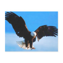 Bald American Eagle Post Card