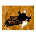 Bald American Eagle Postcard