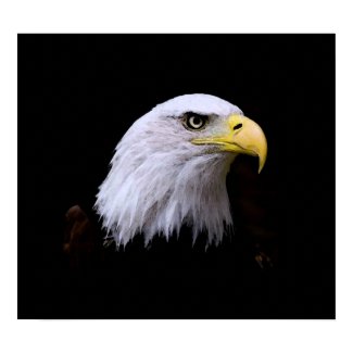 Bald American Eagle Print print