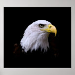 Bald American Eagle Print