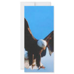 Bald American Eagle rack cards