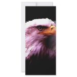 Bald American Eagle rack cards