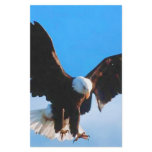 Bald American Eagle Stationery
