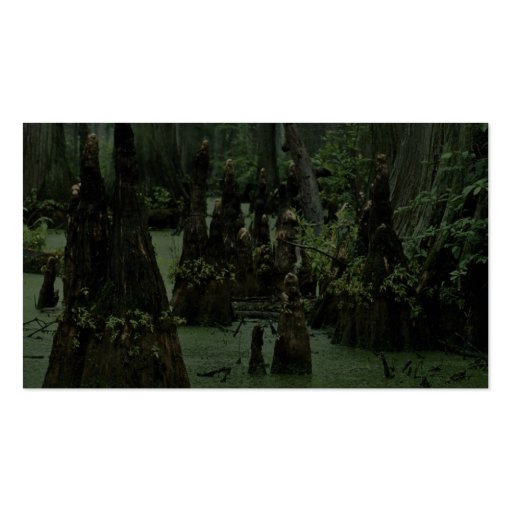Bald cypress knees rising from swamp water business card template (back side)